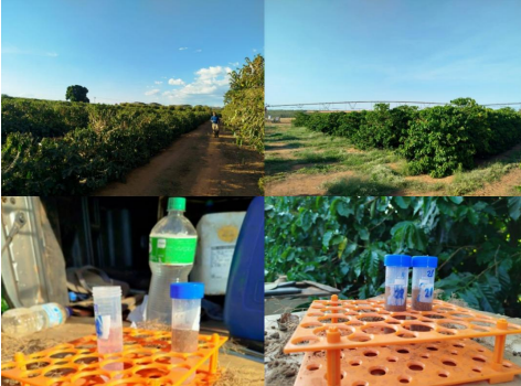 INCT Biodiversidade do Solo realiza coletas de solo e rizosfera de café no  Noroeste e Cerrado de Minas
