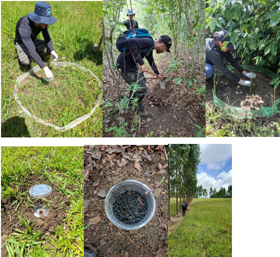 Coleta da fauna edáfica invertebrada, com ênfase em Scarabaeinae, em Barra do Choça, Bahia