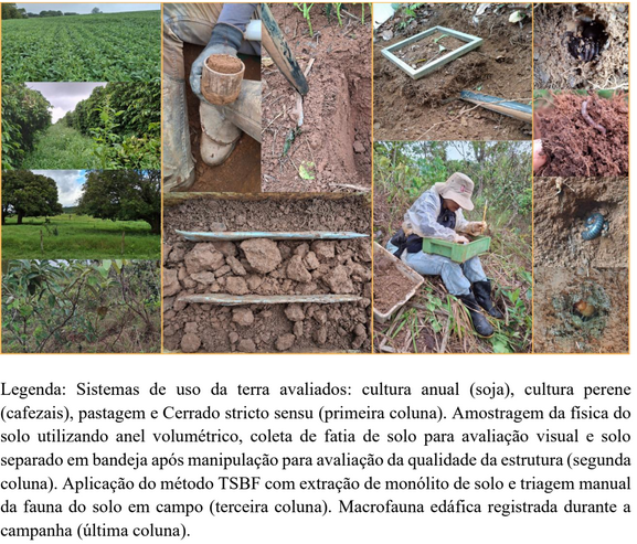 Campanhas de campo avaliam a física e a biodiversidade do solo em diferentes sistemas de uso da terra no Cerrado mineiro