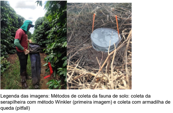 Expedição do INCT Biodiversidade do Solo estuda fauna do solo, com ênfase em formigas em Patrocinio, MG