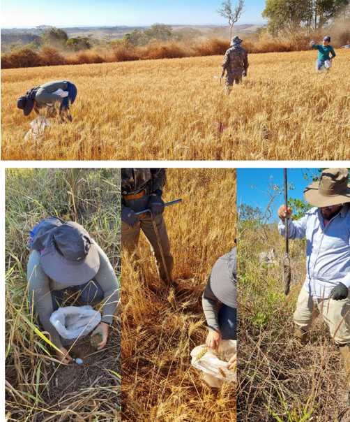 Coleta de amostras do Projeto INCT – Biodiversidade do Solo, em áreas de cultivo com culturas anuais (trigo e sorgo), café, pastagens e vegetação de cerrado nativo, em fazendas produtoras da região de Patrocínio/MG